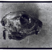 El cranio 6, autopsy _ Kodak_